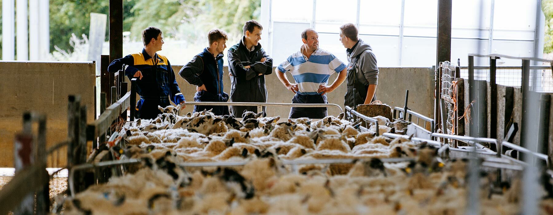 Agriculture students learing from expert tutor in sheeps shed