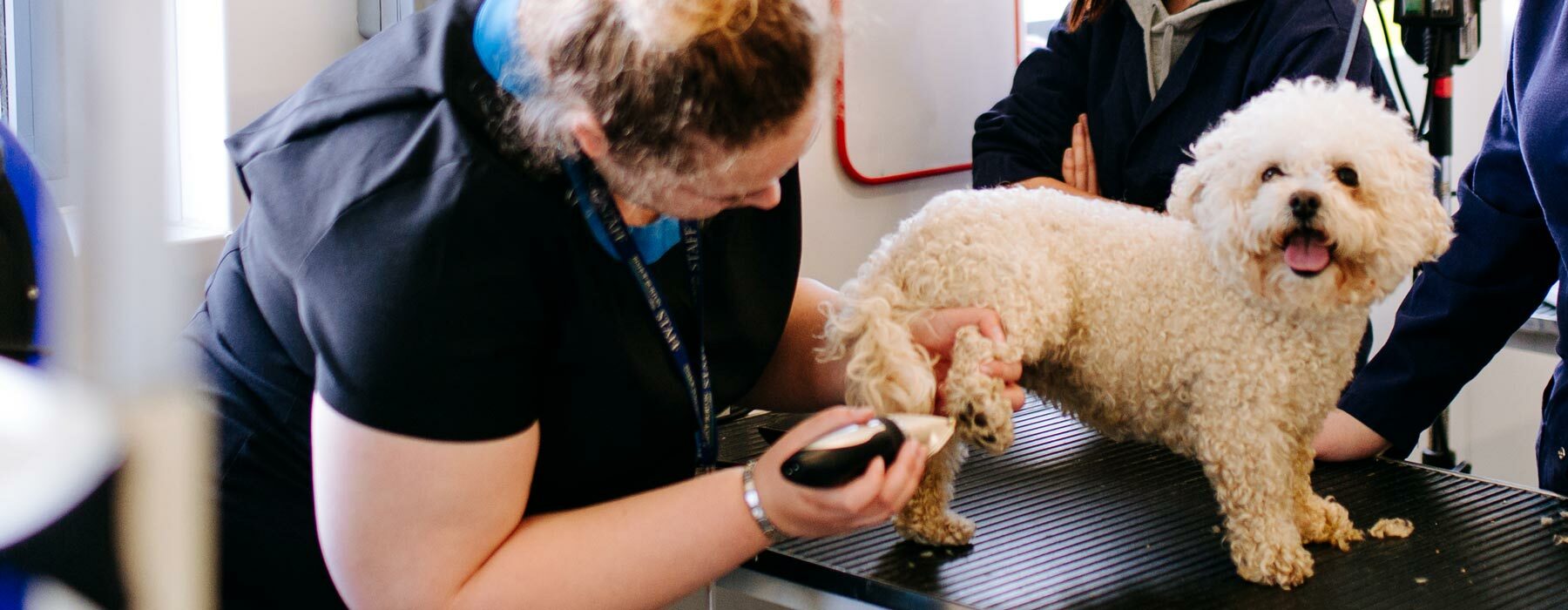 Dog being groomed at Riseholme College