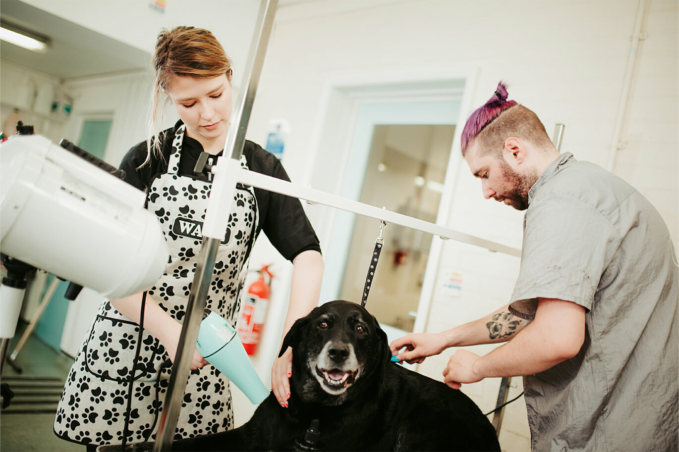 Dog groomer apprentices grooming a dog at Riseholme College